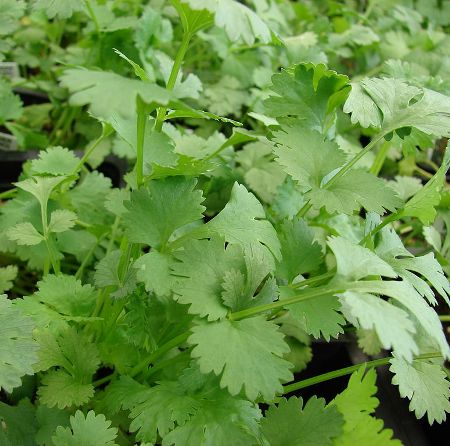 Coriander Essential Oil Egypt 3